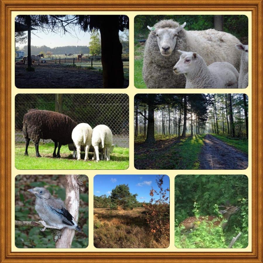 Ferienhaus Veluwe Park Reewold Eclipse
