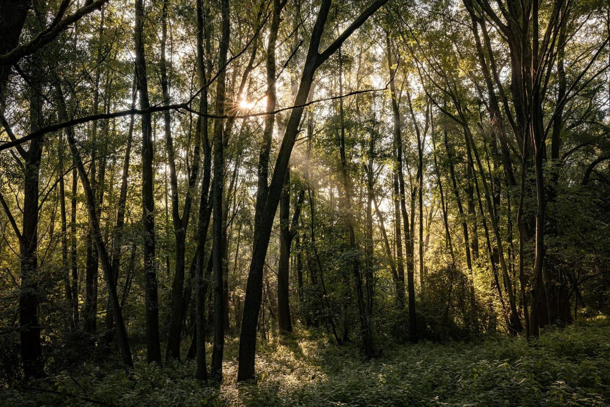 Veluwe Park Reewold Eclipse * Putten